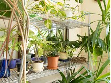 美容室jujuman【ジュジュマン】の雰囲気（植物とやわらかな空気につつまれて、自分らしさを取り戻す場所～）