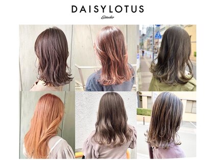 デイジーロータス(DAISYLOTUS)の写真