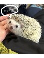 アンレーベル(unlabel)&nbsp;僕が飼っているハリネズミのひなちゃんです！