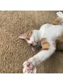 プール(POOL)&nbsp;沢山お話ししましょう＾＾実家の猫です