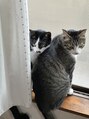 テーラヘアー 蘇我店(TELA HAIR)&nbsp;2歳の兄妹。天真爛漫な兄猫と食いしん坊で甘えん坊な妹猫。