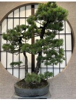 ジャポネズリ(JAPONAISERIE)&nbsp;BONSAI