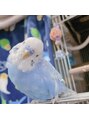 マハロ ヘア リゾート(MAHALO HAIR RESORT) オカメインコとセキセイインコ飼ってます☆