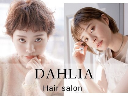 ダリア(Dahlia)の写真