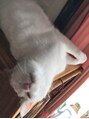 アウラ(aula)&nbsp;我が家のアイドル(？)猫の高虹《こう》ちゃんです！