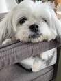 エル ヘアサロン なんば店(eL) 愛犬のびびちゃん!何犬かわかりますか?♪