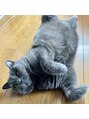五番街&nbsp;猫その１。男子。もう野生には帰れないくらいグータラ猫