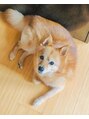 シレーナ ヘアーリゾート(Sirena Hair Resort) 愛犬のまめです!いつも癒されてます♪