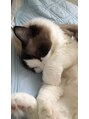 ホッティライクヘア(hottie like hair) 愛猫のラムです(≧▽≦)猫好きな方一緒にお話しましょう♪