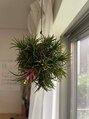 フェリチタ フィロ 大泉学園(FELICITA filo) 観葉植物を少しずつ集めて育てています。