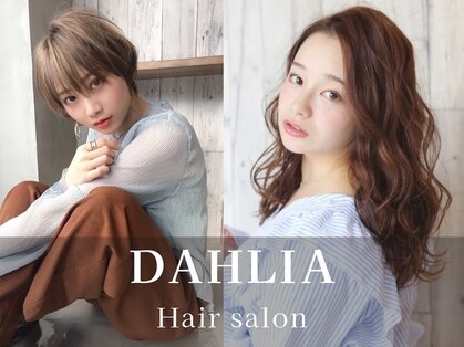 ダリア(Dahlia)の写真