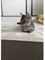 エマージュ 橋本(Emerge)&nbsp;実家で飼ってるねこです。
