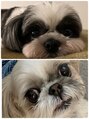 リタ ハマセン(LiTA. hamasen)&nbsp;我が家の愛犬達です☆☆☆