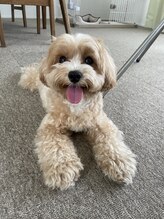 ジンジャー(GINGER) チャイ