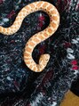 エルソア(elsoa,styles) ちくわくん特徴:つぶらな瞳、豚鼻、ちくわみたいでかわいい