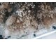 シュニコ(chounico.)の写真