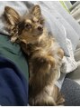 ヘアー ルーム ルル(HAIR ROOM LULU)&nbsp;愛犬チワックスのスウちゃんです♪