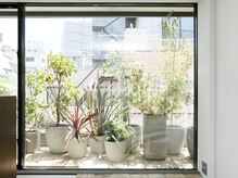 アフロディーテギンザ 神保町(APHRODITE GINZA)の雰囲気（緑の多い店内/御茶ノ水/神保町/新御茶ノ水/水道橋/髪質改善）