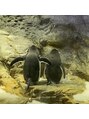 ラピックヘアー(LUPIC)&nbsp;海遊館の仲良しペンギン☆