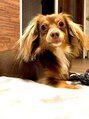 レット(lette) 甘えん坊でいたずらっ子の愛犬きっく君♪