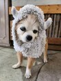 トリコ ヘアアンドケアスペース(trico hair&care space)&nbsp;私の愛犬ショコラです。 チワワ（♂）17歳になりました♪