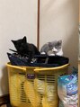 ガラ(GALA) サン リャン