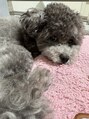 ロストシティ 横浜(LOST CITY) 愛犬ロイくん!いたずら大好きのやんちゃboy!毎日癒しです♪