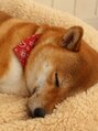 ルシア 京都四条河原町烏丸(LuciA) 愛犬のゴンとヤマト☆愛おしくてたまりません！