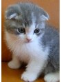 ミエルヘアービジュー(miel hair bijoux) 子猫が好きです!子猫です!【miel hair bijoux】