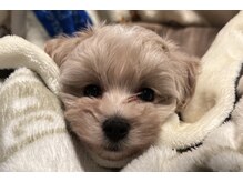 ファミーユ 本山駅(Famille)の雰囲気（看板犬のぷーちゃんです^_^）