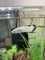 ページボーイ 瓦町店(PAGE BOY) 水の生き物が好きな我が家。こちらはベタのマリン君です。