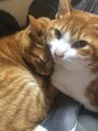 美容室 メル 我が家の茶トラーズ!!