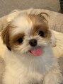シア 綾瀬店(SHEER) 飼ってる愛犬のニコちゃん!