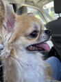 キウ(KIU)&nbsp;愛犬のチワワ♂が癒しです♪