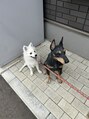 オーブ ヘアー イエル 泉中央店 仙台(AUBE HAIR iel) 置物ドーベルマンと友達になりたいスピッツです!笑