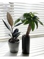 スイッチ(switch.) まだまだ初心者ですが、観葉植物にはまっています!!