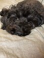 ファウンド(found) 愛犬のネロ君です
