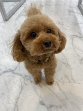 【店内わんちゃんOK！】看板犬のつくね店長も不定期出勤♪