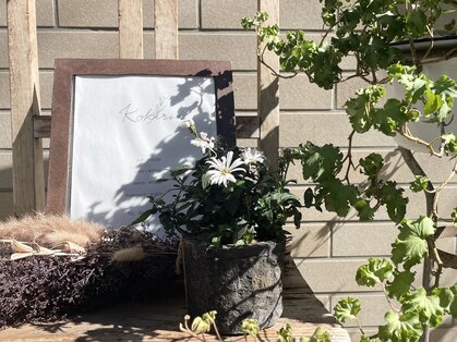 コキリ(kokiri)の写真