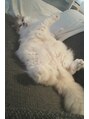 アンド 天王寺店(AND)&nbsp;愛猫ミルク立ち耳スコティッシュフォールド