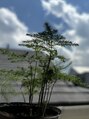 ヴィアラ 自由が丘(VIALA) 最近は観葉植物を育てています！