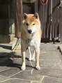 サーリー(SURLY) 大平台のraroから移動してきました!よろしくお願いします!