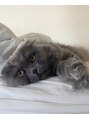 ダコタエバンス(dakota Evans) スコティッシュフォールドの猫を飼っているので猫トーク大歓迎◎