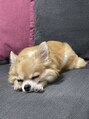 フィー 川越店(fee) 人懐っこくて可愛い愛犬です♪