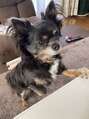 ブランシュ 中島店(Hair&Esthe Blanche)&nbsp;動物好きです！3代目のチワワです。