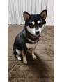 スミィ(Smy)&nbsp;愛犬のマメです