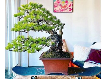 boss　hair　chapter　【ボスヘアー　チャプター】