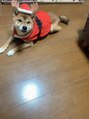 ヘルツ(Hz) 大切な我が子U^エ^U柴犬飼ってます!