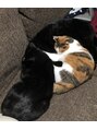 ヌックヘアー(Nook hair) 元野良猫３匹♪