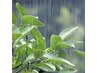 【雨の日限定ゲリラクーポン！】髪質改善 ￥8,800→￥7,500